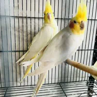 عروس هلندی ماده|پرنده|گنبد کاووس, |دیوار