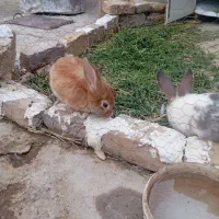 خوگوش|موش و خرگوش|نورآباد, |دیوار
