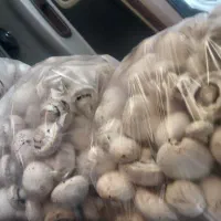 راهنمایی داوطلبانه