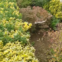 علف تراشی با دستگاه نو