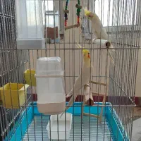 عروس هلندی