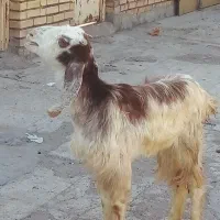 بره|حیوانات مزرعه|اهواز, امانیه|دیوار