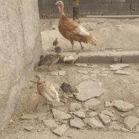 بوقلمون برنز سینه پهن انگلیسی و بوربون