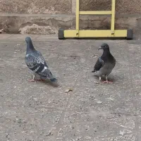 دسته پرندگان