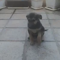 توله ژرمن ورک