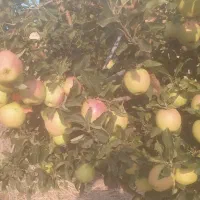 هرس درختان میوه وفرم دهی درختان غیره مثمر|خدمات باغبانی و درختکاری|اسلام‌شهر, مظفریه|دیوار