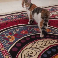 واگذاری بچه گربه|گربه|یزد, |دیوار