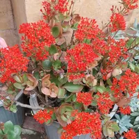 زیبا کده ی گل های طبیعی|حراج|نوشهر, |دیوار