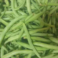 فروش‌لوبیاسبزدرجه‌یک