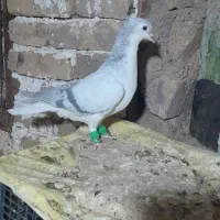 کبوترساده سبز کاکل نره