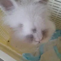 یک عدد خرگوش مو بلند