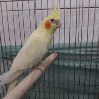 عروس هلندی و قناری|پرنده|اراک, |دیوار