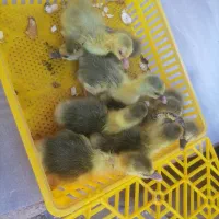 حیوانات مزرعه