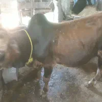 ورزا کوله یک ساله|حیوانات مزرعه|رشت, توشیبا|دیوار