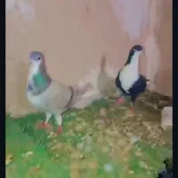 ریش دم‌سفید نروماده