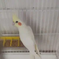 عروس هلندی|پرنده|فاضل آباد, |دیوار