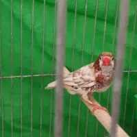 فنج|پرنده|اصفهان, گرکان|دیوار