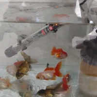 بارماهی گلفیش شارژ شد|ماهی|فولادشهر, مسکن مهر فولادشهر|دیوار