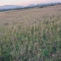 زمین کشاورزی مکانیزه|فروش زمین و ملک کلنگی|املش, |دیوار