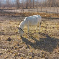 الاغ جوان باری و گوسفندی