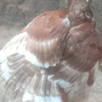 جوجه کبوتر