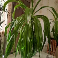 گل‌های شاداب خانگی بخاطر جابجایی فروخته میشود