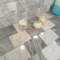 سه جوجه رنگی ۴۵ روزه