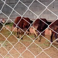 ۵راس میش پلنگی بروجردی ابستن با دوتا بره قوچ پلنگی|حیوانات مزرعه|نکا, |دیوار