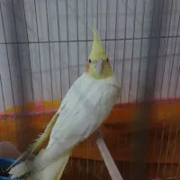 عروس هلندی معاوزه فقط با ظبط ماشین دره شهر