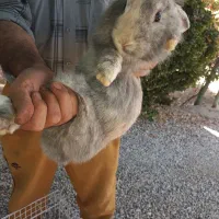 دو عدد خرگوش از نژتد لوپ|موش و خرگوش|خمینی‌شهر, |دیوار