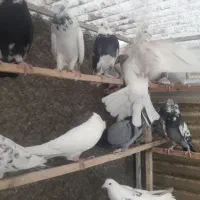۳۴طوق کبوتر پرشی|پرنده|تهران, جوادیه|دیوار