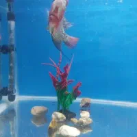 فلاور|ماهی|مشهد, شهید قربانی|دیوار