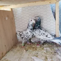 کفتر خوب و قلدور