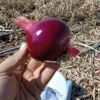 پیاز قرمز لوکس .قطره ای  خوش رنگ