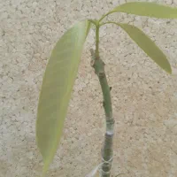 انبه ایرانی|خدمات باغبانی و درختکاری|میناب, |دیوار