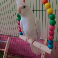 عروس هلندی البینو|پرنده|جیرفت, |دیوار