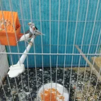 یک جفت فنج بالغ.خوشکل