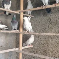 کفترا کپکی تیرماه|پرنده|تهران, کیانشهر|دیوار