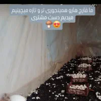 قارچ خوراکی