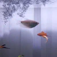 6 عدد ماهی آکواریومی