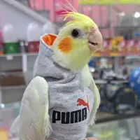 بشتابید بشتابید