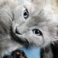 واگذاری گربه بلو نبلانگ