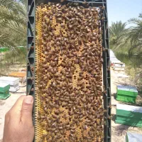 زنبور عسل و ملکه باکره و جفت خورده
