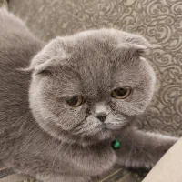 گربه اسکاتیش فولد ماده|گربه|تهران, گلستان (شهرک راه آهن)|دیوار