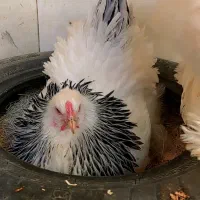 فروش ست مرغ و خروس برهما لایت تخمگذار|حیوانات مزرعه|شهرضا, |دیوار