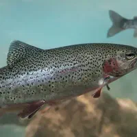 انواع‌ماهی‌گرمابی‌‌‌و‌سرد‌ابی