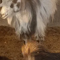 بز سرمایه جوان ومیش سرمایه جوان|حیوانات مزرعه|مرودشت, ده بید|دیوار