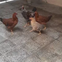 مرغ و خروس محلی