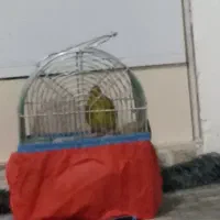 سهره قناری سبز فسفری ریز خونی