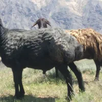 قوچه سه سال
